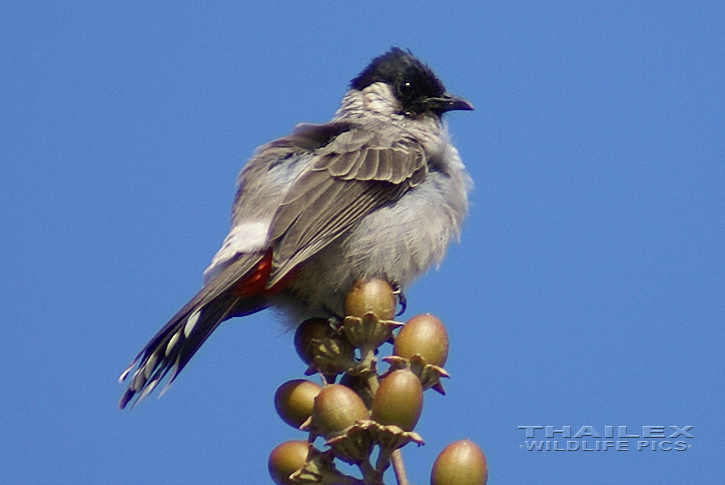 Sooty-headed Bulbul (Pycnonotus aurigaster)