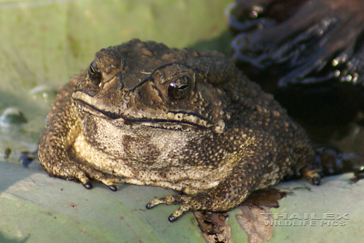 Southeast Asian Toad (Bufo melanostictus)