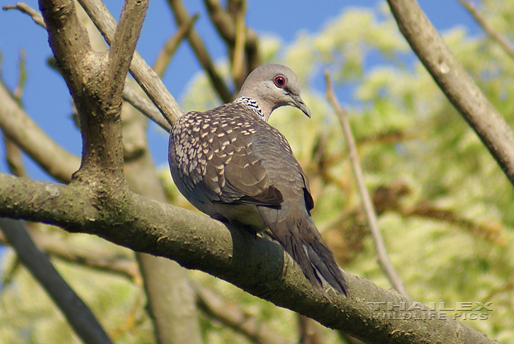 Spotted Dove (Streptopelia chinensis)