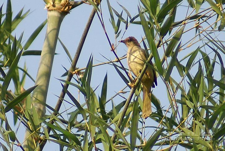 Streak-eared Bulbul (Pycnonotus blanfordi)