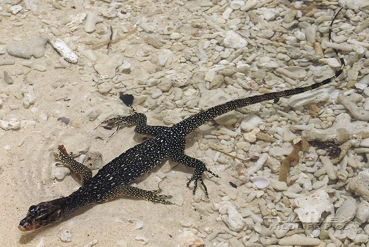 Water Monitor (Varanus salvator)