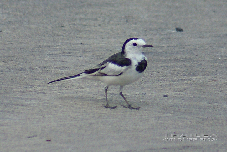 White Wagtail (Motacilla Alba)