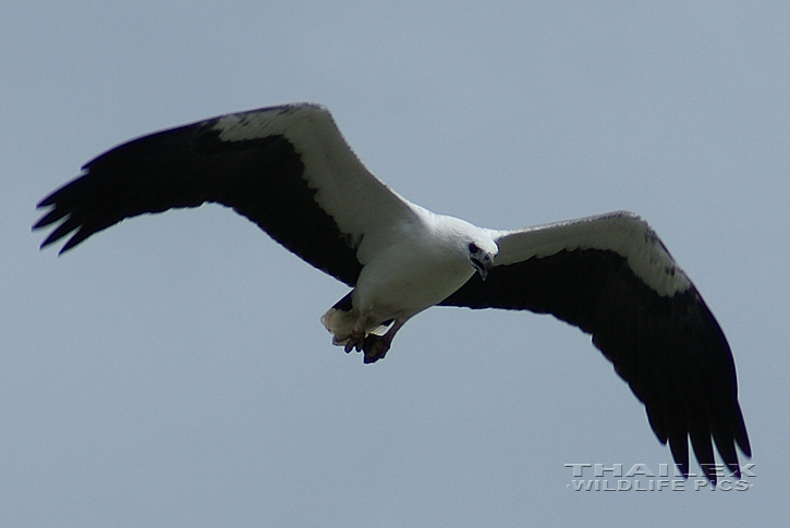 White-bellied Sea Eagle (Haliaeetus leucogaster)