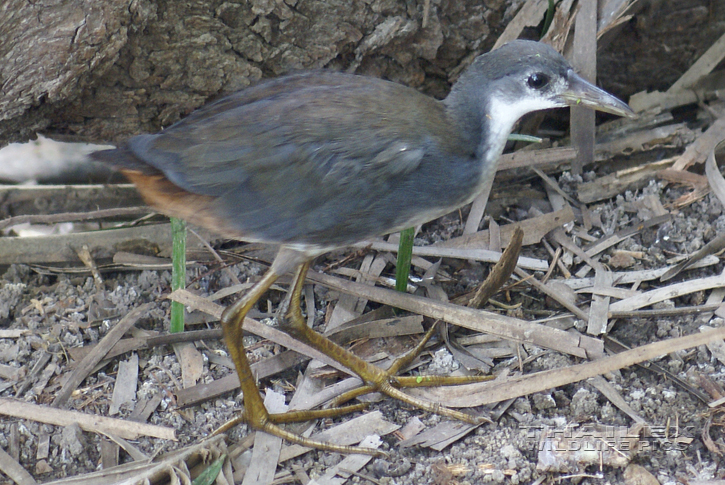 White-breasted Waterhen (Amaurornis phoenicurus)