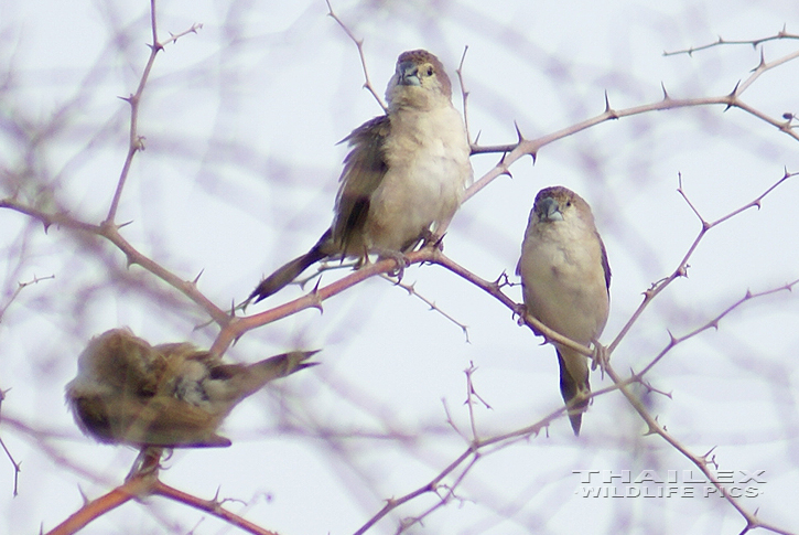 White-throated Munia (Euodice malabarica)